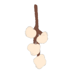 Cotton Flower
