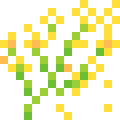 Canola