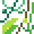 Vine Plant