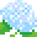 Hydrangea