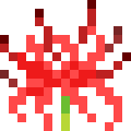 Lycoris