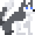 Siberian Husky