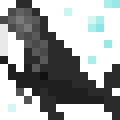 Humpback Whale