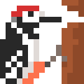 Woodpecker