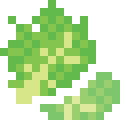 Lettuce