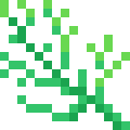 Dill