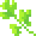 Cilantro