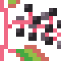 Pokeweed