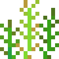 Glasswort