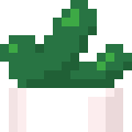 Succulent Plant