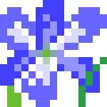 Chilean Crocus