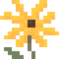 Desert Sunflower