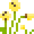 Arctic Poppy
