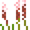 Knotweed