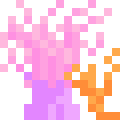Sea Anemone
