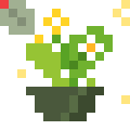 Seedling