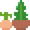 Cactus Pots
