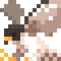 Peregrine Falcon