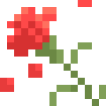 Carnation