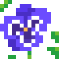 Pansy