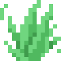 Aloe
