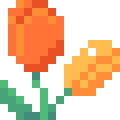 Tulip