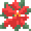 Poinsettia