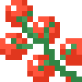 Cherry Tomato