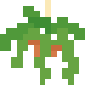 Hanging Fern