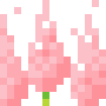 Astilbe
