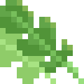 Arugula