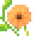 Gerbera