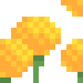 Marigold