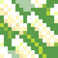 Muscari