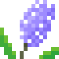 Hyacinth