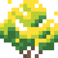 Acacia