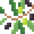 Olive Tree