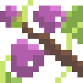 Fig Tree