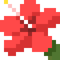 Hibiscus