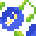 Butterfly Pea