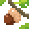 Acorn
