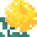 Chrysanthemum