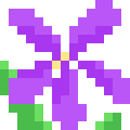 Winter Violet