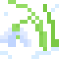 Snowdrop