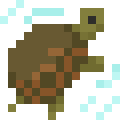 Chinese Pond Turtle