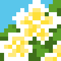 Plumeria