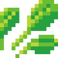 Spinach