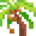 Coconut