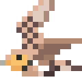 Sandgrouse