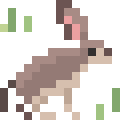 Desert Hare